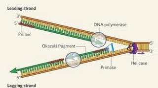 DNA Repair evolved [upl. by Jacquenetta]