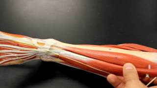 MUSCULAR SYSTEM ANATOMY Anterior leg muscles model description Somso [upl. by Alinoel40]