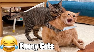 10 minutes of adorable 🥰cats and kittens videos to keep you smiling 😍 [upl. by Bigford]