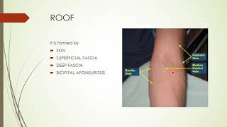 Cubital FOSSA ANATOMY1 BY HK M RAIS KHAN [upl. by Thia565]