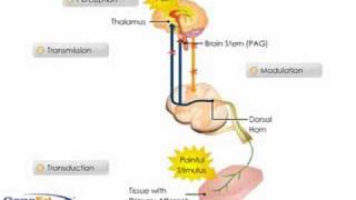 Pain Perception [upl. by Naud]