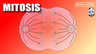 Mitosis  Cell Division [upl. by Patterson]