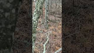 Northern Michigan Swamp Buck rattled in and missed it lol [upl. by Genia]