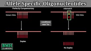 Allele Specific Oligonucleotides  ASO Hybridisation  Allele Specific PCR  ARMS PCR [upl. by Yelda]