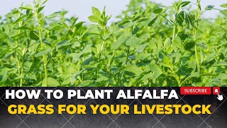 How To Grow Alfalfa Grass For Rabbits Cows sheep and Goats  Growing Lucerne Grass [upl. by Icyac197]