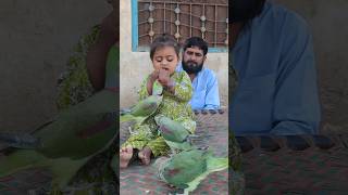 Cute baby parrot Eliza is loving her parrot [upl. by Aroda]