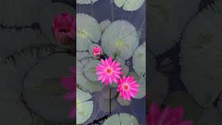 A Night Blooming Tropical Waterlily timelapse [upl. by Nothsa709]