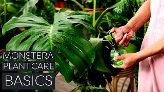 Monstera Deliciosa Plant Care Beginner Swiss Cheese Plant Tips [upl. by Modla]