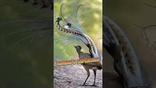 Lyrebird  The Bird That Can Imitate The World animalenigmas [upl. by Vittoria]