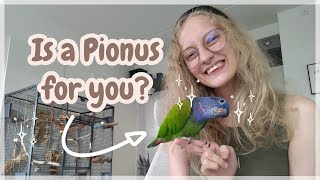 Pionus Parrot Guide and Overview  Everything you need to know UPDATED [upl. by Animehliw]