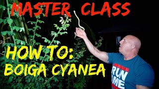 MASTERCLASS  BOIGA CYANEA [upl. by Trembly907]