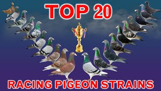 Top 20 Best Racing Pigeon Strains in the World  Popular Racing Pigeon Bloodlines [upl. by Halverson]