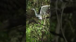 Harpy Eagle Hunting Sloth In The Jungle [upl. by Hsotnas]