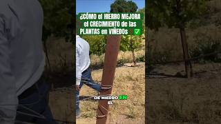 🆕 ¿CÓMO el HIERRO MEJORA✅ el CRECIMIENTO de las PLANTAS en VIÑEDOS🍇❓ shortsyoutube agricultura [upl. by Eynahpets]