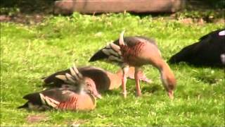 Plumed Whistling Duck [upl. by Wende]