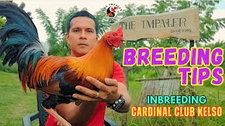 Ep 3  Breeding Tips Inbreeding Cardinal Club Kelso [upl. by Florio313]