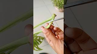 Monstera cutting propagation shorts youtubeshorts shortsfeed ytshorts plants ytshorts short [upl. by Safier]