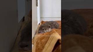 Baby otter playing slide🦦🛝 yoonathetigerdachshund dog puppy shorts [upl. by Alikat]