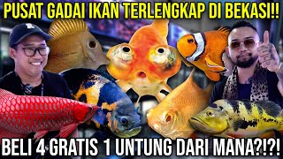 PUSAT GADAI IKAN TERLENGKAP DI BEKASI BELI 4 GRATIS 1 UNTUNG DARI MANA GARAGE AQUATIC [upl. by Alliuqet791]