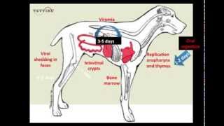 Parvoviral Enteritis in the Canine  Pathogenesis [upl. by Asus]