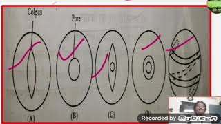 Pollen development Pollen tube growth and guidance part 2 [upl. by Eenet]