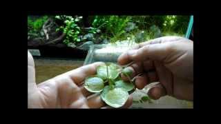 Aquarium Plant Discussion About Floating Plants Frogbit Salvinia Natans and Dwarf Water Lettuce [upl. by Kieger]