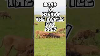 Lions vs Hyenas The Battle for Prey [upl. by Cissie]