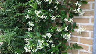 Trachelospermum jasminoides spring pruning [upl. by Monahon]