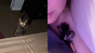 Cat Mum Brings Owner Kittens In Bed [upl. by Simpson]