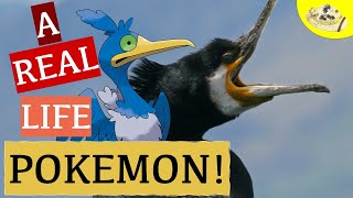 What Real Animal is Cramorant the Pokemon   Cramorants Gulp Missile  Animals in Pop Culture [upl. by Ax219]