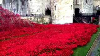 London Poppy Day Remembrance Day 2014 [upl. by Eidnak]