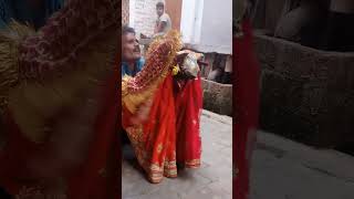 gulabo Sitabo Drama 😁😁🤣🤣🤣foryou katputli youtube viralvideo funny subscribe [upl. by Zerat]