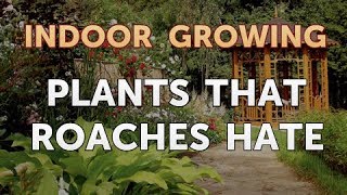 Plants That Roaches Hate [upl. by Karlyn]