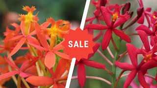 Epidendrum Orchids Sale  Holy Cross Orchids  Lushy Greens [upl. by Madalena]