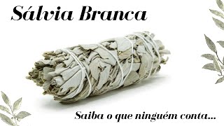 Quer comprar Sálvia Branca Saiba antes disso [upl. by Ninetta887]