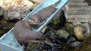 流しカワウソ はじめました 市川市動植物園 [upl. by Aehsa392]