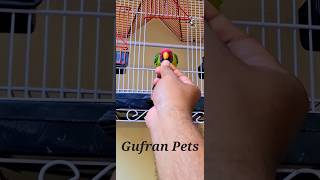 Plum headed parakeet trendingshorts parrots birdslover viralshorts petslover Gufranpets [upl. by Jere]