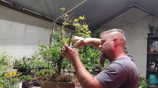 Episode 5 how to care for Myrica cerifera southern wax Myrtle bonsai [upl. by Jay670]