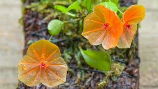 Episode 39 Lepanthes telepogoniflora Learning from my mistakes with some miniature orchids [upl. by Attiuqehs87]