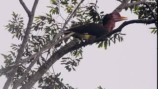 Helmeted Hornbill Rhinoplax vigil with natural sound [upl. by Oniskey]