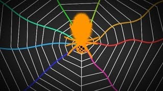 Spiders Tune Their Webs Like A Guitar  SKUNK BEAR [upl. by Anemaj]