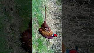 Ringnecked Pheasant Common Pheasant Phasianus colchicus  Observed in Description [upl. by Aramat]