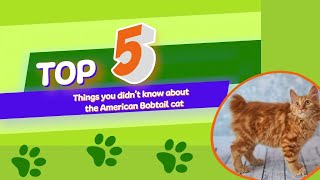 5 Things You Didnt Know About The American Bobtail Cat [upl. by Jaffe]