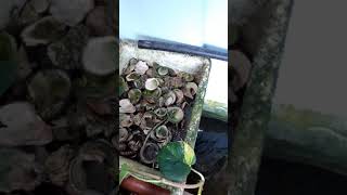 Koi fish diy oyster shell filter very simple and effective [upl. by Cly41]