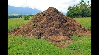 COMO CURTIR O ESTERCO E USÁLO COMO ADUBO ORGÂNICO [upl. by Lashond]