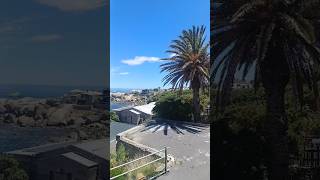 Sea point drive Cape Town clifton campsbay capetown southafricabirdsongnortherncapecapenature [upl. by Wilsey]