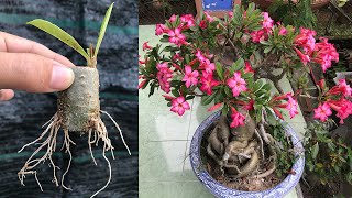 Instructions for extracting Adenium flower branches from the stem [upl. by Notelrahc]