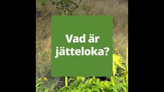 Så bekämpar du jätteloka [upl. by Addie792]