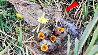 Careless skylark putting grass bush in babies throat instead of worms BirdPlusNature [upl. by Fulton]