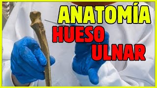 🦴ANATOMÍA del CÚBITO  ULNA fácil y práctica [upl. by Bender]